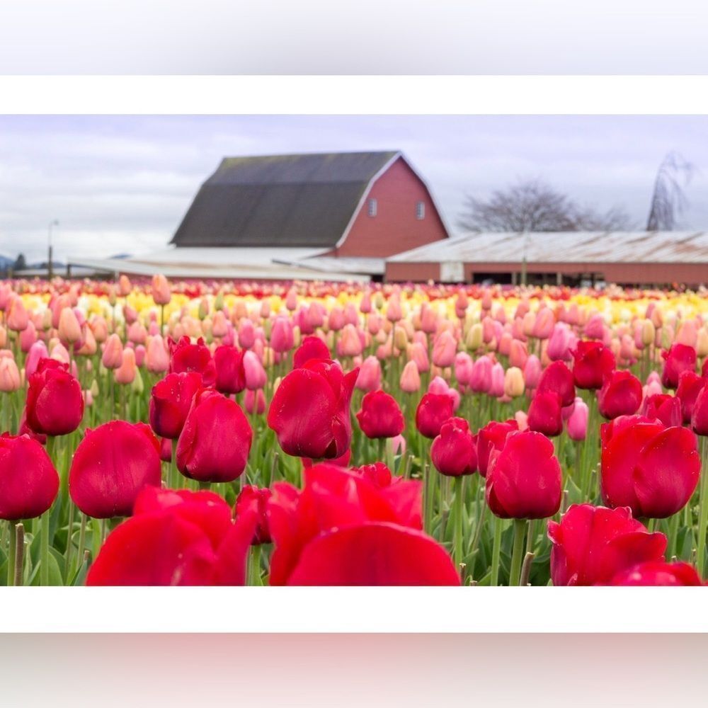 Tulip Town, 12x18 photography print (1/2 printed)